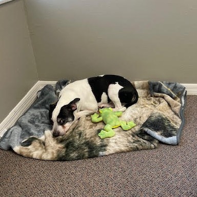 wendy's dog sleep in its dog bed
